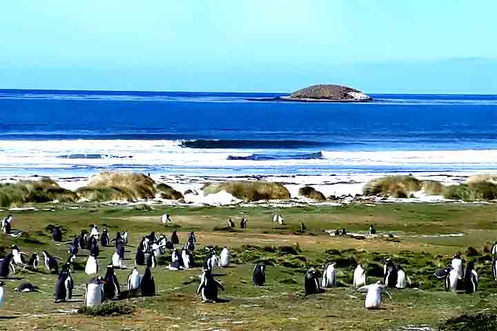 <p>Com uma longa faixa de areia branca e águas azul-turquesa, o local é lar de pinguins de Magalhães, gansos-patola, aves migratórias e até golfinhos que podem ser avistados nas águas rasas.</p>
