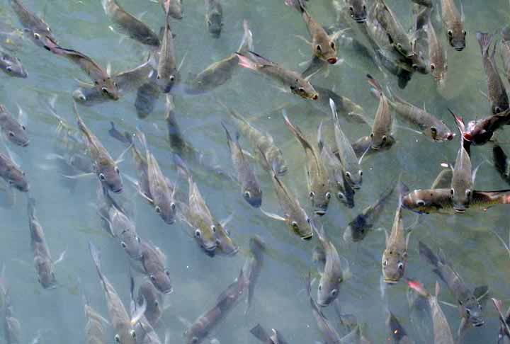 <p>Um estudo publicado recentemente na revista científica “Aquatic Ecology”, aliás, apontou que a tilápia está conseguindo se adaptar a ambientes salobros, água salgada.</p>
