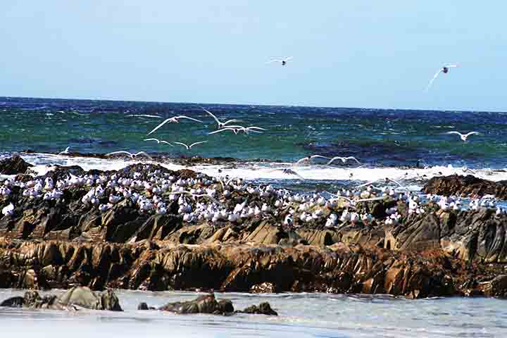 <p>Já a Bertha’s Beach é uma área costeira protegida próxima ao aeroporto de Mount Pleasant, famosa por sua incrível biodiversidade. O contraste entre a vida selvagem e a tranquilidade do ambiente faz de Bertha’s Beach um dos lugares mais cênicos e agradáveis</p>
