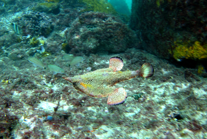 <p>PEIXE-MORCEGO – Habitante curioso de águas tropicais, famoso por sua aparência incomum e movimentos lentos. Ele possui um corpo achatado, focinho alongado e nadadeiras transformadas em “pernas” que usa para andar no fundo do mar. Sua estratégia de alimentação é atrair presas com uma projeção semelhante a um isca no topo de sua cabeça.</p>
