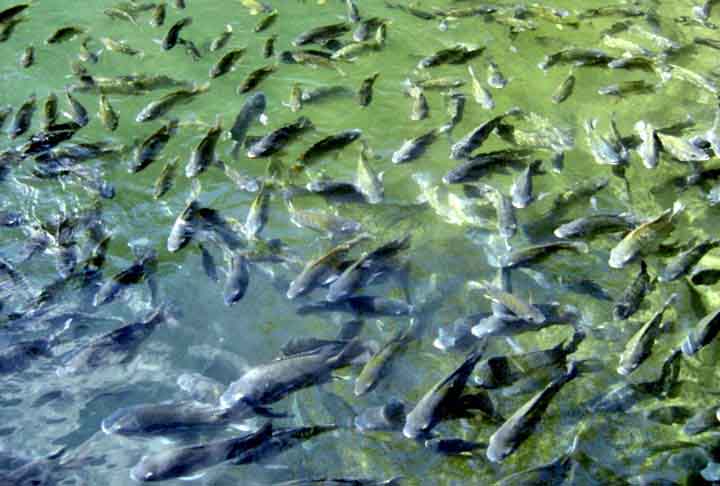 <p>O processo de revisão dessa lista ainda está em andamento e deve seguir neste ano de 2026, com debates entre governo, setor produtivo e órgãos ambientais. Há quem defenda a proibição do peixe no Brasil.</p></div>

<!-- INTERBANNER 5 [RETANGULO(BR)] - DESKTOP - [INTERNAS] -->
<div class=