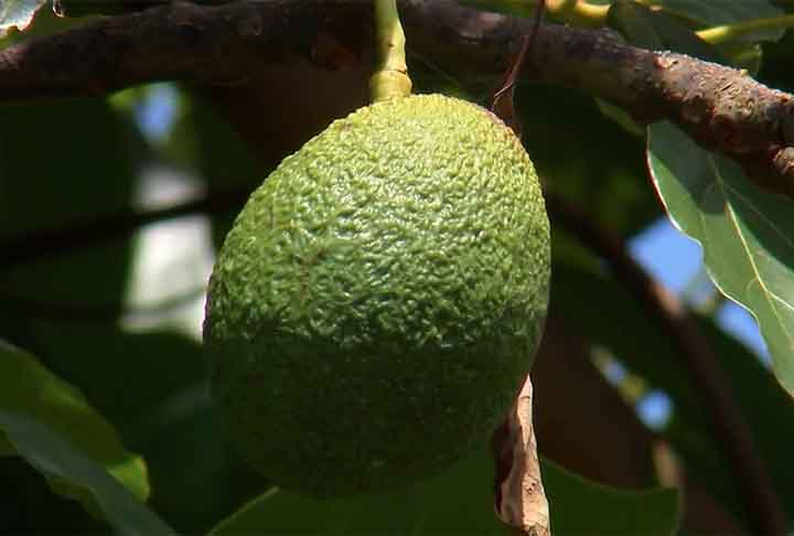 <p>Os congestionamentos e gargalos logísticos, surtos de fome ou guerras em uma parte do mundo podem gerar interrupções ou falta de alimentos em muitos outros países.</p>
