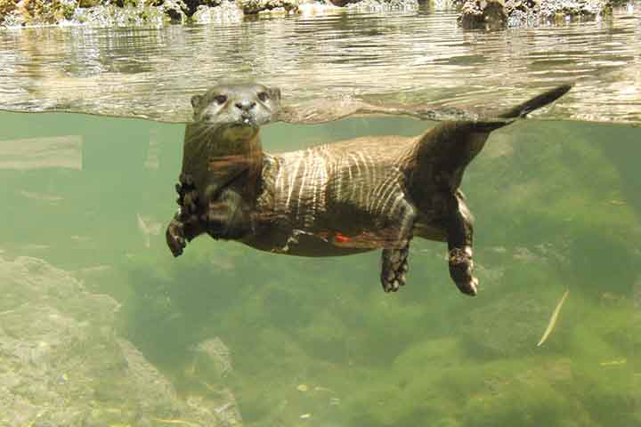 <p>Apesar de carismáticas, muitas espécies de lontra estão ameaçadas. Poluição da água, perda de habitat e caça ilegal são os principais riscos à sua sobrevivência.</p>
