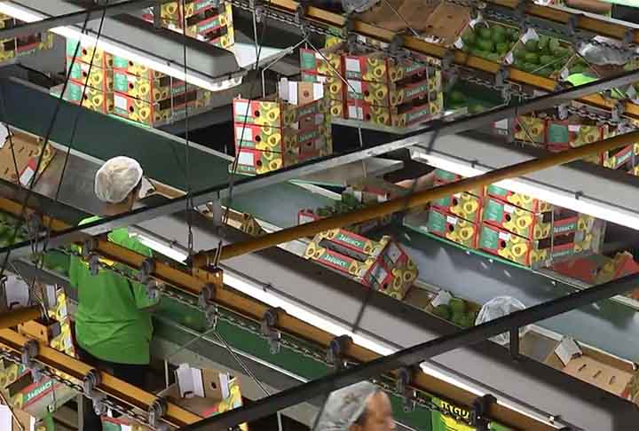 <p>O maior produtor de abacate do mundo é o México, que enfrenta prolongados períodos de seca. A irrigação das plantações pode prejudicar o acesso à água da população local.</p>
