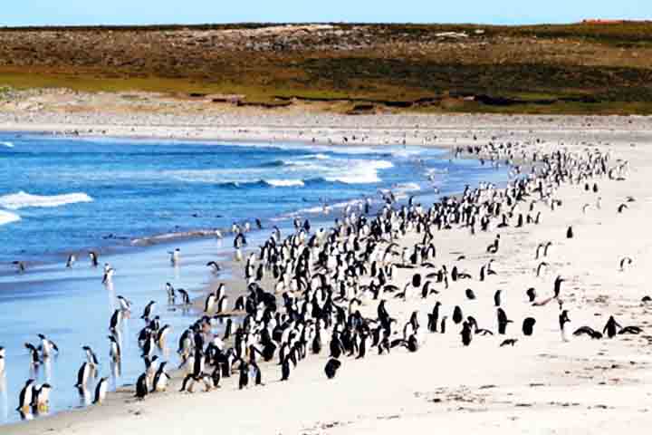 <p>Começando pela Bluff Cove Lagoon, uma baía isolada e de grande beleza natural, ideal para quem busca contato com a vida selvagem em seu habitat natural.</p><?php if (strpos(site('ds_site_link'), '/apostas') === false): ?>
    </div>
    <div class=