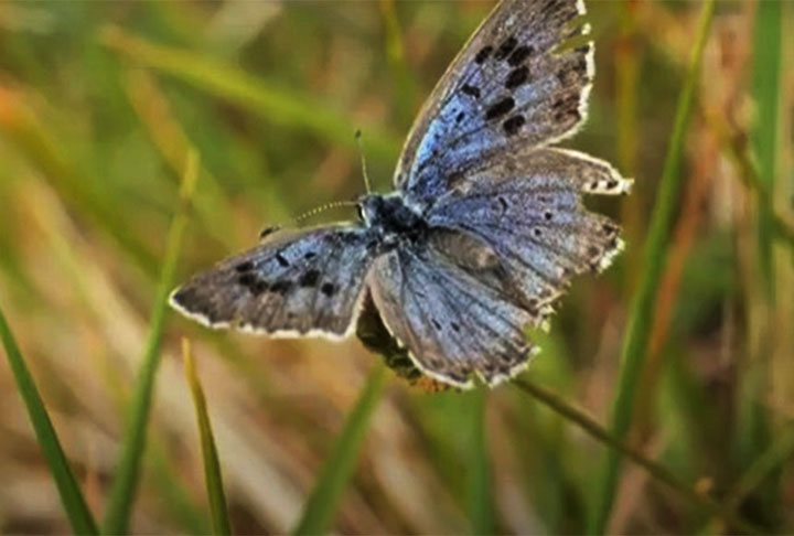 <p>A Grande Borboleta Azul, que era considerada extinta desde 1870, reapareceu em agosto de 2022 na Inglaterra para alegria geral. Apontada com uma das mais belas do mundo, ela tem 5 cm de envergadura das asas, num delicado desenho.</p>
