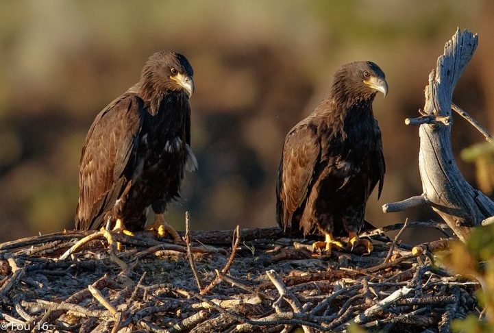 <p>Águias-Carecas: Estas aves de rapina geralmente formam pares monogâmicos de longo prazo. Elas constroem e mantêm grandes ninhos em conjunto, retornando a eles ano após ano.</p>

