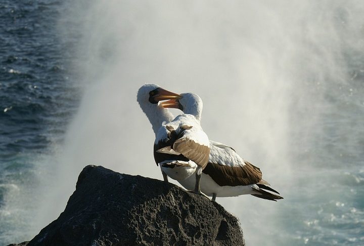 <p>Embora algumas espécies possam ter intervalos de dois anos ou mais entre os ciclos reprodutivos, os albatrozes geralmente se reproduzem a cada ano.</p>
