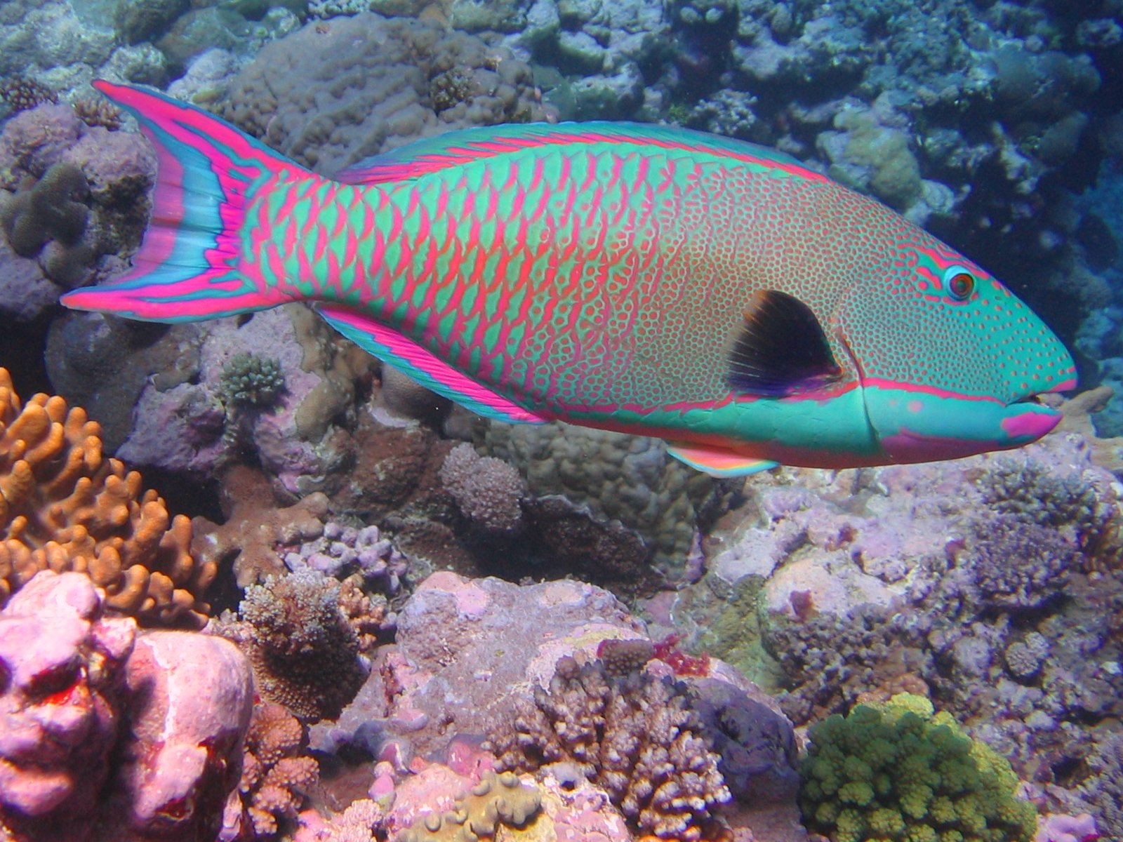 <p>PEIXE-PAPAGAIO – Habitante vibrante dos recifes de coral, o peixe-papagaio usa seus dentes fusionados, semelhantes a bicos, para triturar corais e algas. Ele é raro porque depende da saúde dos recifes, um ambiente ameaçado pelo aquecimento global, poluição e pesca predatória. Como se mistura facilmente ao ambiente marinho colorido, encontrá-lo em mergulhos exige paciência e sorte.</p>
