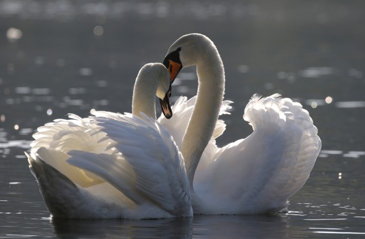 <p>Cisnes: Símbolos do amor e da fidelidade, os cisnes formam pares para toda a vida, criando um elo praticamente inabalável.</p>
