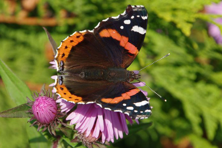 <p>Almirante-vermelho-europeu – Vive em regiões mais quentes da Ásia, Europa e América do Norte. Podem percorrer 2 mil km em busca de ambiente menos frio quando chega o inverno. Usa técnicas de camuflagem para escapar de predadores.</p>
