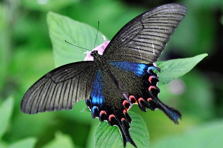 <p>Pavão Real de Luzon – Para muitos, é a mais bela do planeta. Encontrada na maior parte da Europa (com exceção da Escandinávia e do sul de Espanha e Portugal), também existe no Japão. O nome se deve às manchas brilhantes nas asas que lembram penas de pavões.</p>
