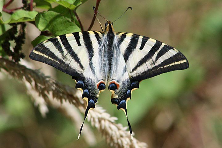 <p>Borboleta Zebra – O nome é por causa das listras (que nem sempre são pretas e brancas; podem ter outras cores, como laranja, vermelho e azul). A cabeça tem pêlos e um par de antenas compridas. Vive na Península Ibérica e no Norte da África.</p>
