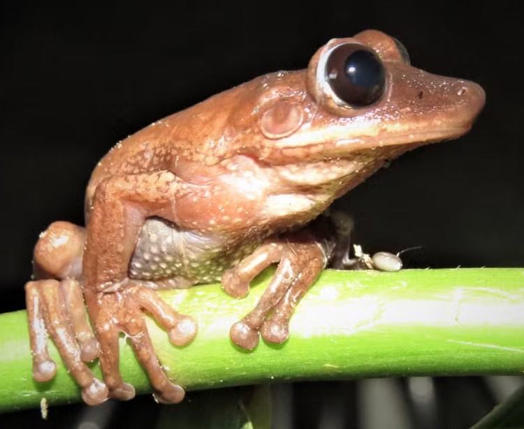 <p>Trata-se da Nyctimantis diadorim, anfíbio do gênero perereca-de-capacete nativo do Parque Nacional Grande Sertão Veredas, unidade de conservação situada na divisa de Minas Gerais com a Bahia. A espécie foi descrita em artigo na revista científica “Herpetologica”.</p></div>

<!-- INTERBANNER 5 [RETANGULO(BR)] - DESKTOP - [INTERNAS] -->
<div class=
