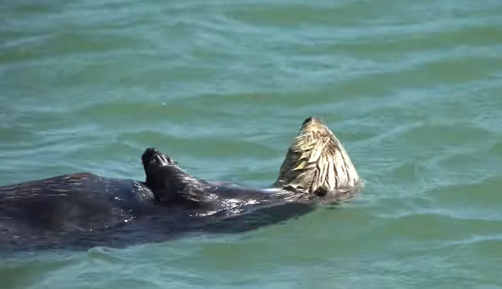 <p>Duas lontras-marinhas foram avistadas recentemente na costa de Oregon, nos Estados Unidos. Há mais de um século esses animais não apareciam na região, pois a espécie foi vítima de caça desenfreada para o comércio de peles.</p>
