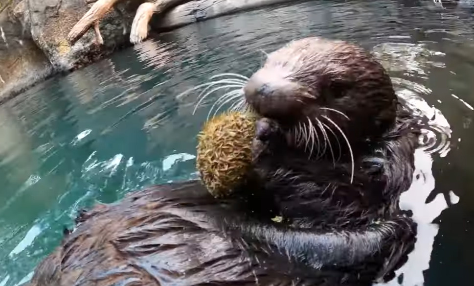 <p>Eles acreditam que as duas lontras tenham chegado do estado de Washington, que fica ao norte, onde existe uma população da espécie com cerca de 2 mil indivíduos dessa espécie. Vieram e permaneceram juntas.</p><?php if (strpos(site('ds_site_link'), '/apostas') === false): ?>
    </div>

    <div class=