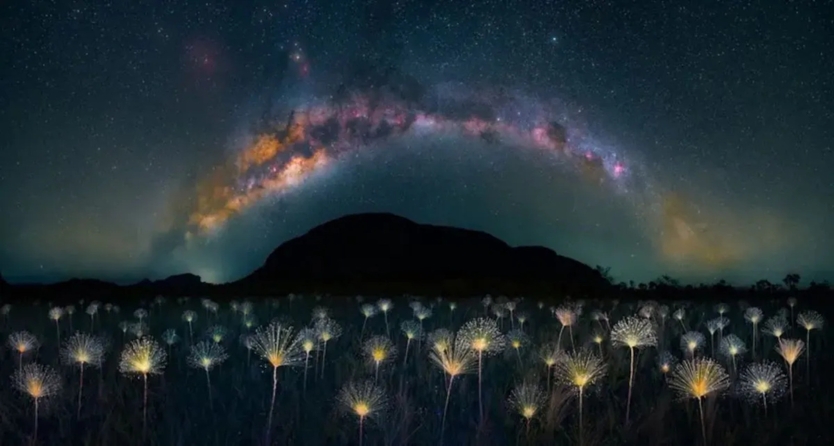 <p>Em fevereiro de 2024, o brasileiro Márcio Cabral venceu o concursos “The Nature Photography Contest” mostrando uma planta típica do Cerrado, o “chuveirinho”. Usando técnica de light paint para iluminar as plantas, que têm hastes e flores brancas, ele conseguiu um efeito encantador. A foto se chama “Chuveirinho do Cerrado”.</p>
