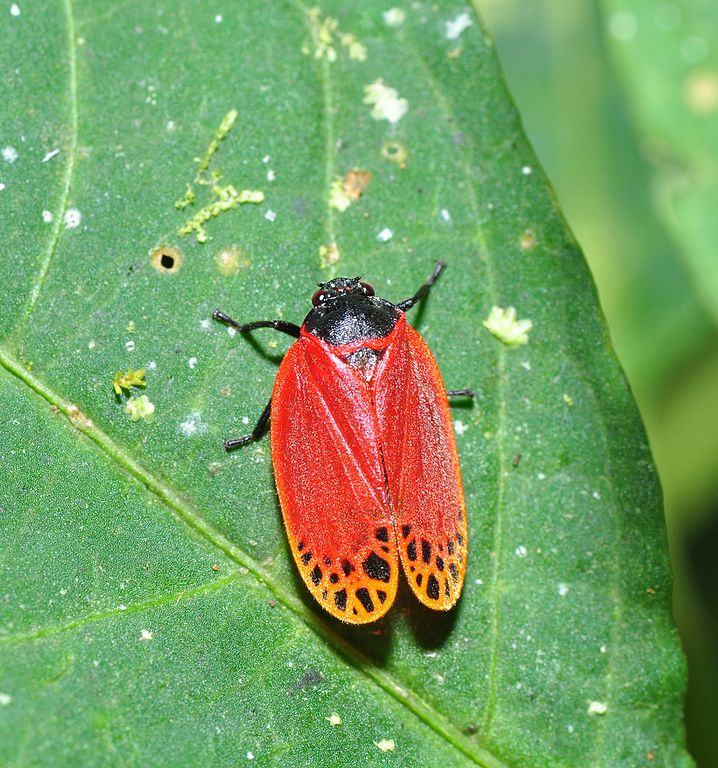 <p>A família Cercopidae é um grupo de insetos sugadores de seiva, conhecidos popularmente como cigarras-sapo ou cigarrinhas.</p>

