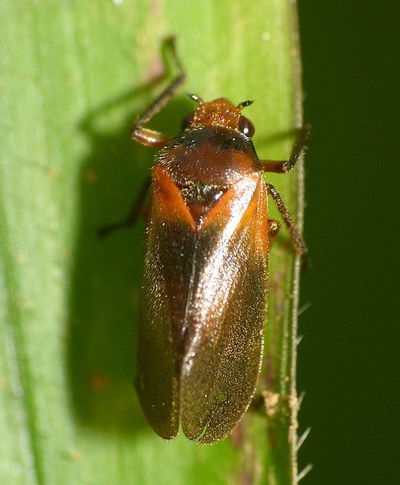 <p>As cigarrinhas são encontradas em todo o mundo, em uma grande variedade de habitats, incluindo florestas, pastagens e áreas urbanas. São insetos herbívoros, que se alimentam da seiva das plantas.</p>
