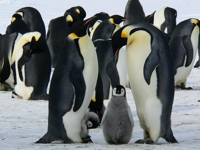 <p>PINGUINS – Vivem em regiões geladas, especialmente na Antártica, com expectativa de vida de 15 a 20 anos. A gestação, ou incubação do ovo, dura cerca de 35 dias. Geralmente nasce 1 filhote por vez, ou até dois, uma vez por ano.</p>
