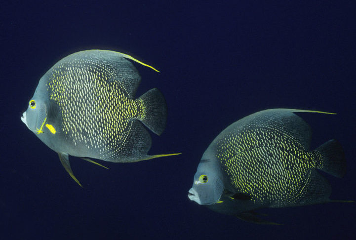 <p>Esses peixes passam a vida ao lado de seus companheiros, nadando juntos pelos oceanos, caçando em dupla e protegendo seu território de potenciais predadores.</p><?php if (strpos(site('ds_site_link'), '/apostas') === false): ?>

    </div>

    <div class=
