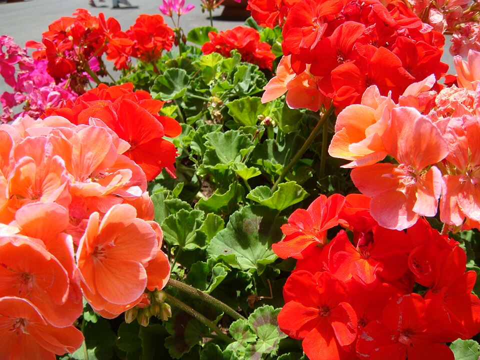 <p>Essas plantas perenes unem resistência e beleza, adaptando-se a diferentes climas e espaços. Veja algumas espécies.</p><?php if (strpos(site('ds_site_link'), '/apostas') === false): ?>
    </div>

    <div class=