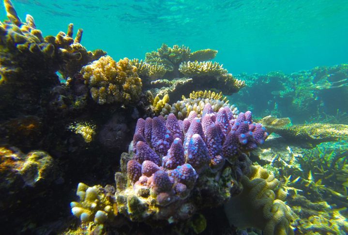 <p>O governo australiano está tomando medidas para proteger a Grande Barreira de Coral, incluindo a criação de parques marinhos e a redução da poluição. No entanto, mais precisa ser feito para proteger este patrimônio natural único.</p>
