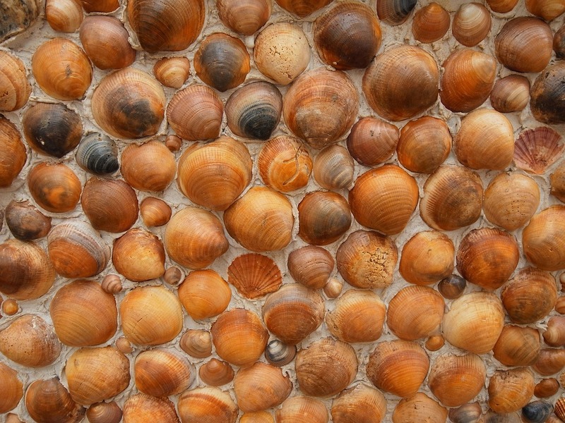 <p>A proliferação desta espécie exótica tem sido motivo de preocupação devido ao seu impacto ambiental e econômico, principalmente em áreas aquáticas, como hidrelétricas. Isso porque o mexilhão dourado pode obstruir as estruturas e prejudicar o funcionamento.</p>
