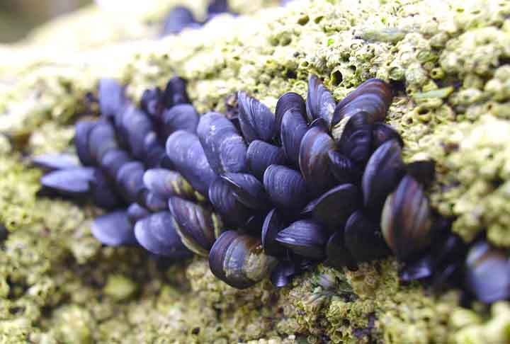 <p>Ele é um molusco bivalve, conhecido por suas conchas pretas ou azuis, que são comuns em regiões costeiras e zonas rochosas de oceanos e água doce.</p></div>

<!-- INTERBANNER 5 [RETANGULO(BR)] - DESKTOP - [INTERNAS] -->
<div class=