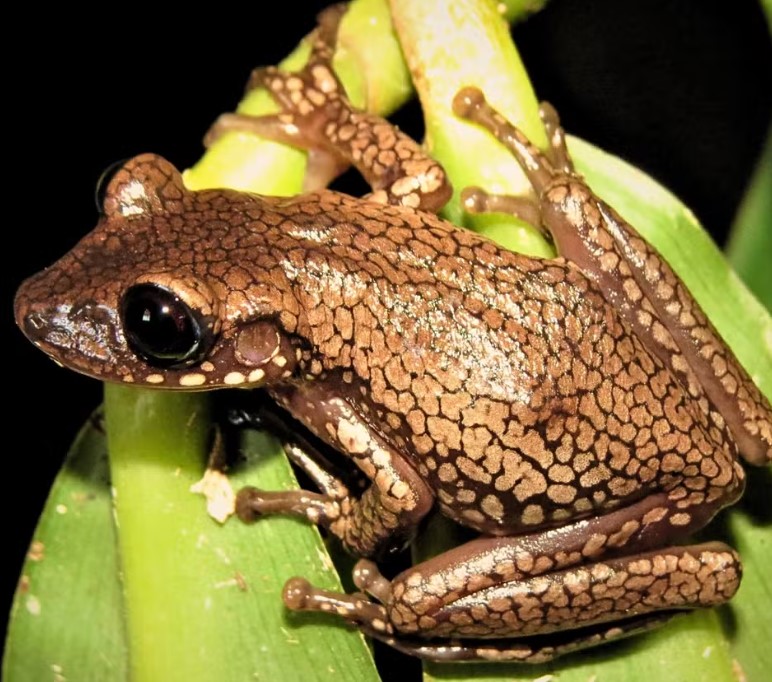 <p>Uma nova espécie de perereca descoberta no Cerrado foi batizada em homenagem a uma personagem do romance “Grande Sertão: Veredas”, de Guimarães Rosa.</p>
