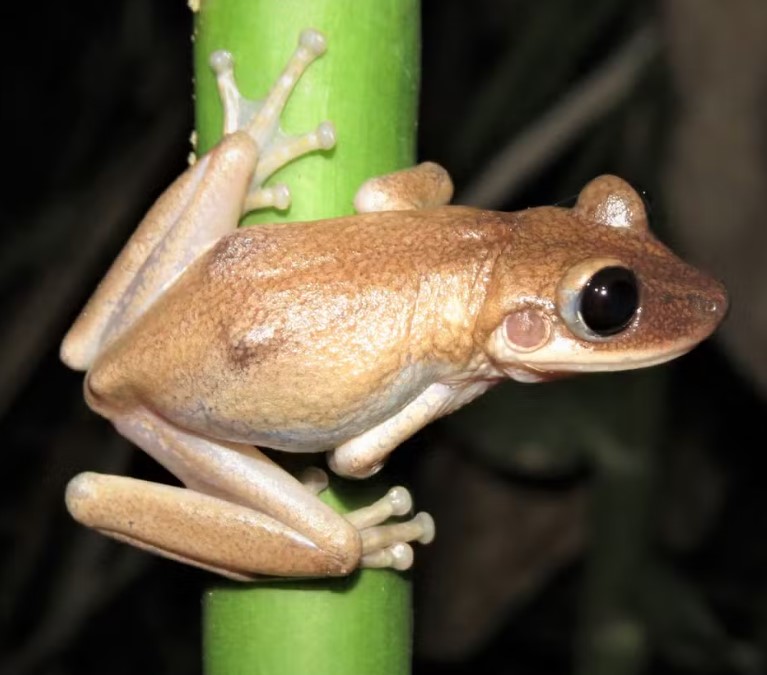 <p>Um dos autores do artigo, o biólogo Reuber Albuquerque Brandão declarou em entrevista ao site “Terra da Gente” que encontrou um exemplar pela primeira vez em 2011. Era uma fêmea, claramente uma perereca-de-capacete, um grupo de espécies que possuem diferentes graus de ossificação craniana”, afirmou.</p><?php if (strpos(site('ds_site_link'), '/apostas') === false): ?>
    </div>
    <div class=