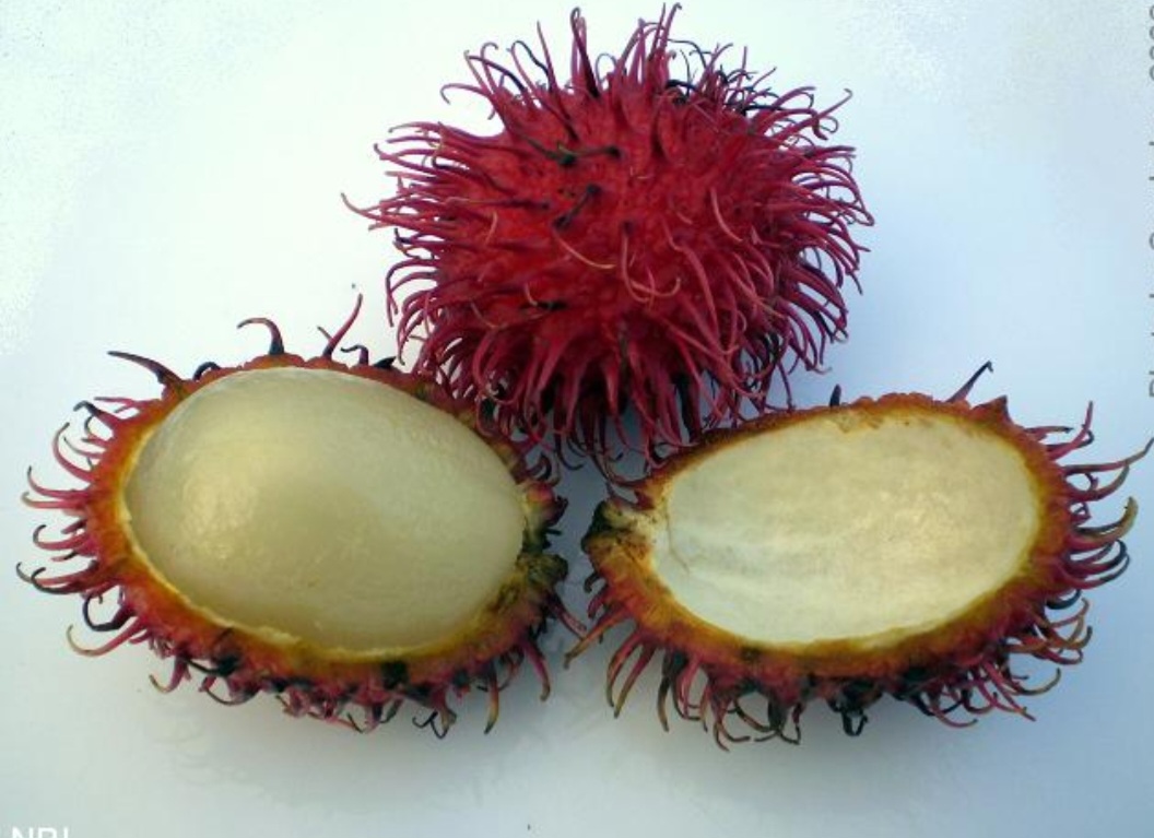 <p>Rambutão (Nephelium lappaceum) – Fruta tropical da mesma família da lichia e do longan. Nativa do Sudeste Asiático, especificamente de regiões como a Malásia, a Indonésia, as Filipinas e a Tailândia.</p>
