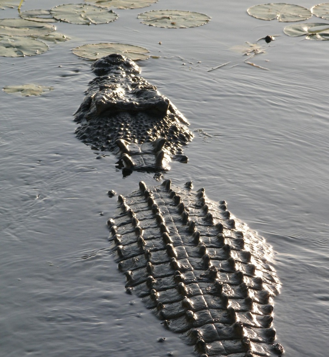 <p>Os maiores números de ataques ocorrem no sudeste da Ásia e norte da Austrália. Regiões de rios e manguezais concentram os casos.</p>
