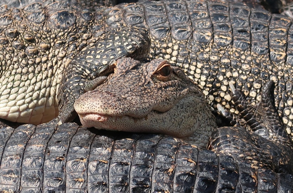 <p>Os crocodilos botam ovos. Eles são répteis ovíparos e fazem ninhos na areia ou em vegetação perto da água, onde depositam de 20 a 80 ovos, dependendo da espécie. A fêmea costuma proteger o ninho até os filhotes nascerem.</p>
