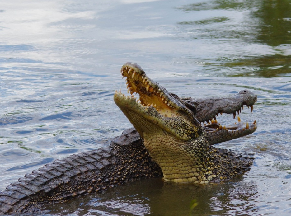 <p>Os crocodilos podem viver entre 70 e 100 anos em média. Alguns exemplares em cativeiro chegam a ultrapassar essa idade.</p><?php if (strpos(site('ds_site_link'), '/apostas') === false): ?>
    </div>
    <div class=