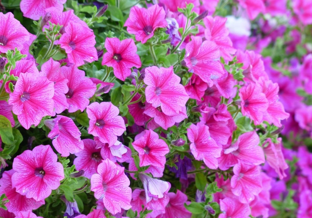 <p>Flores são mais do que simples ornamentos: elas trazem vida, beleza e harmonia para ambientes internos e externos.</p>
