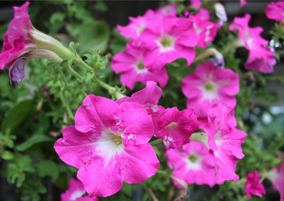 <p>Mantém flores abundantes durante todo o ano, alegrando o ambiente constantemente.</p><?php if (strpos(site('ds_site_link'), '/apostas') === false): ?>
    </div>
    <div class=