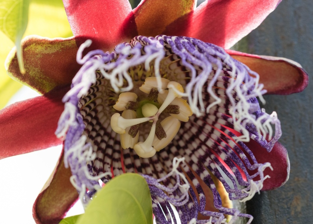 <p>Estudos científicos têm confirmado a eficácia da passiflora contra transtornos leves de ansiedade. Em alguns casos, é comparada a medicamentos sintéticos, mas com menos efeitos colaterais.</p><?php if (strpos(site('ds_site_link'), '/apostas') === false): ?>

    </div>

    <div class=