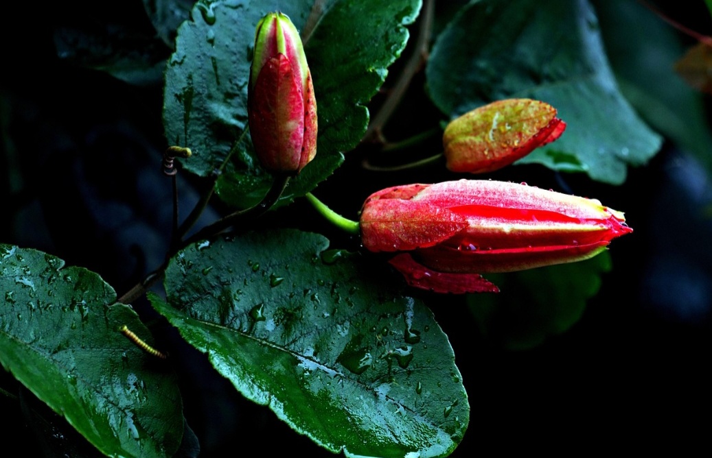 <p>A passiflora, portanto, une estética, sabor e saúde em uma única planta. Cuidar dela é cultivar bem-estar, beleza e conexão com a natureza em todos os aspectos.</p>
