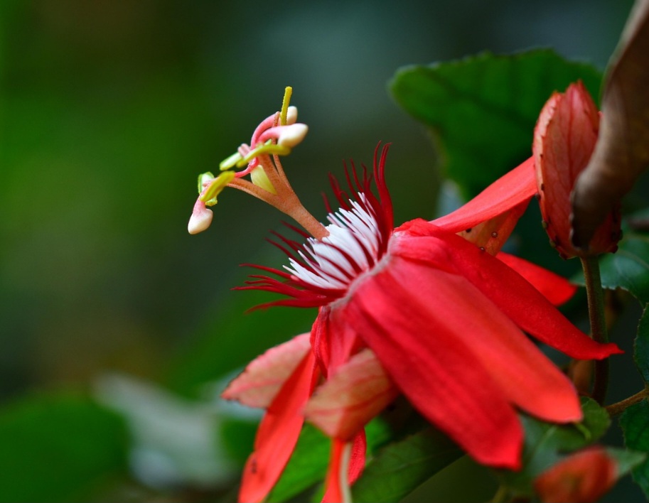 <p>Entre seus principais compostos ativos estão os flavonoides e alcaloides. Eles agem no sistema nervoso central, favorecendo a redução da excitabilidade e promovendo bem-estar.</p><?php if (strpos(site('ds_site_link'), '/apostas') === false): ?>
    </div>
    <div class=