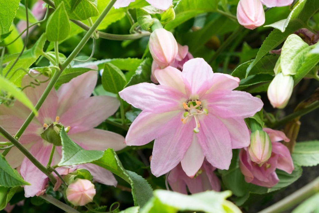 <p>O plantio da passiflora exige clima tropical ou subtropical, com boa incidência de sol. O solo precisa ser fértil, drenado e rico em matéria orgânica para favorecer o crescimento.</p>
