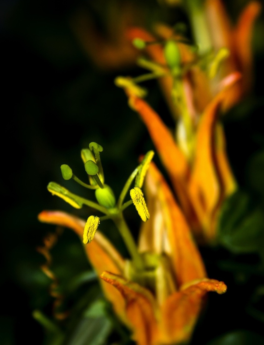 <p>A adubação é fundamental para estimular flores e frutos. O ideal é aplicar matéria orgânica, como esterco curtido, além de fertilizantes ricos em fósforo e potássio.</p>
