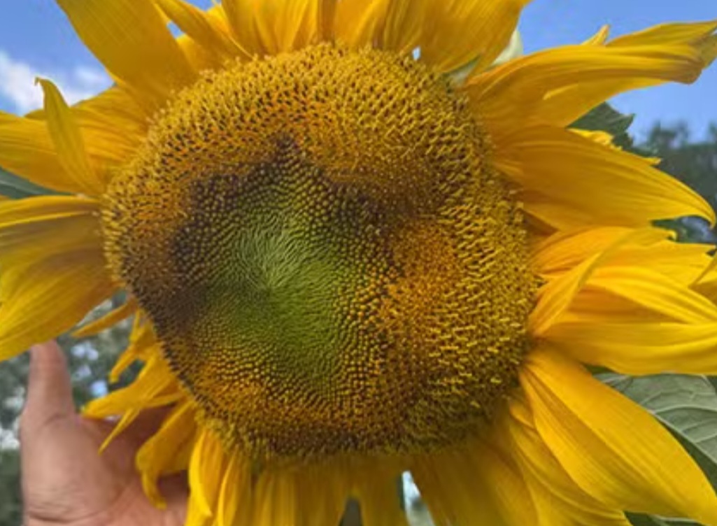 <p>A planta, apelidada de Clover, foi cultivada em Fort Wayne, no estado de Indiana, pelo paisagista e vendedor de sementes ucraniano Alex Babich.</p><?php if (strpos(site('ds_site_link'), '/apostas') === false): ?>
    </div>
    <div class=