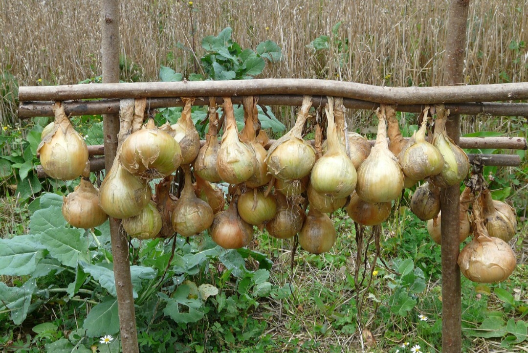 <p>No Brasil, a produção ocorre principalmente no outono e no inverno, com colheita concentrada entre o fim do inverno e o início da primavera, variando conforme a região e a variedade cultivada.</p>
