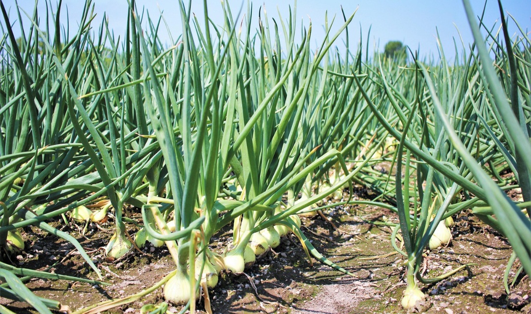 <p>A cultura das cebolas prefere solos que sejam bem drenados, ricos em matéria orgânica e em locais com clima ameno, que disponham de boa luminosidade.</p>
