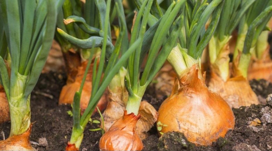 <p>O plantio da cebola começa com a semeadura em canteiros ou bandejas, onde as mudas se desenvolvem por algumas semanas antes do transplante para o campo.</p>
