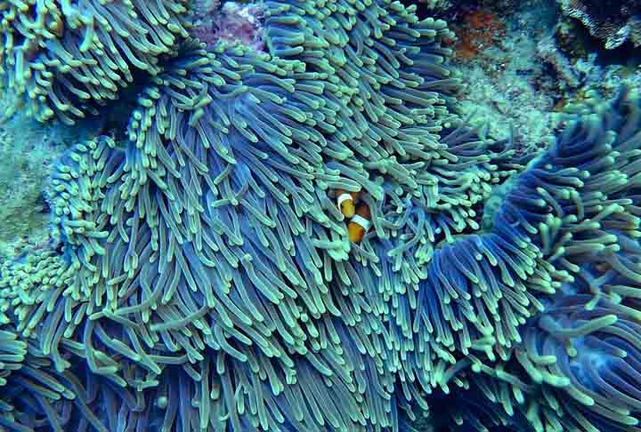 <p>A descoberta oferece ao Brasil uma chance única para explorar de forma sustentável essas riquezas. De acordo com o pesquisador, estudos indicam que cada hectare de recife gera US$ 355 mil por ano para a sociedade.</p><?php if (strpos(site('ds_site_link'), '/apostas') === false): ?>

    </div>

    <div class=