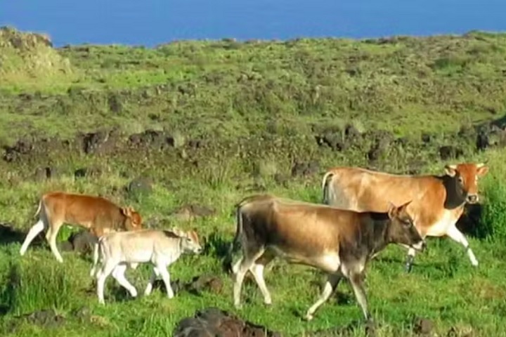 <p>Tudo começou quando cerca de cinco ou seis bovinos foram deixados na ilha em 1871 por um fazendeiro da Ilha da Reunião, que não conseguiu estabelecer uma criação devido às condições adversas.</p></div>

<!-- INTERBANNER 5 [RETANGULO(BR)] - DESKTOP - [INTERNAS] -->
<div class=