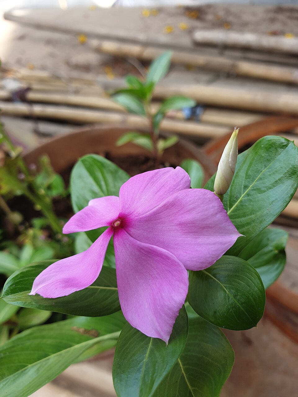 <p>Seu cultivo simples a torna popular para iniciantes e para espaços públicos.</p>
