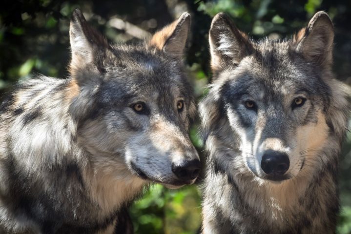 <p>Lobos: Vivendo em matilhas coesas, os lobos encontram na monogamia a base da estrutura social. O casal alfa lidera o grupo, demonstrando grande afeto e cuidado mútuo.</p>
